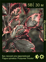 Изображение: бук лесной (fagus sylvatica)' purpurea tricolor'