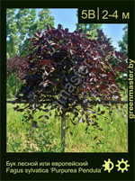 Изображение: бук лесной (fagus sylvatica)' purpurea pendula'