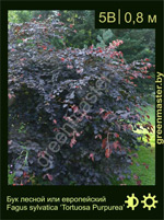 Изображение: бук лесной (fagus sylvatica) 'tortuosa purpurea'