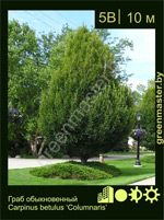 Изображение: граб обыкновенный (carpinus betulus)' columnaris'