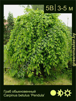 Изображение: граб обыкновенный (carpinus betulus)' pendula'