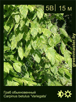 Изображение: граб обыкновенный (carpinus betulus) 'variegata'