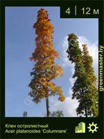 Изображение: клен остролистный (acer platanoides)' columnare'