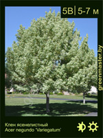 Изображение: клен ясенелистный (acer negundo) 'variegatum'