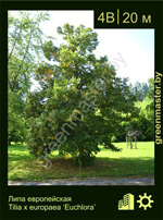 Изображение: липа европейская (tilia europaea)' euchlora'