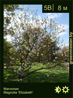 Изображение: магнолия гибридная, деревья (magnolia hybrida)' elizabeth'