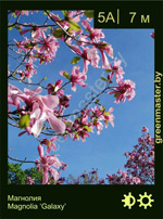 Изображение: магнолия гибридная (magnolia hybrida) 'galaxy'