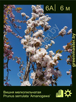 Изображение: вишня мелкопильчатая (prunus serrulata) 'amanogawa'