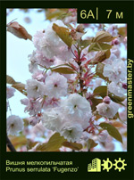 Изображение: вишня мелкопильчатая (prunus serrulata) 'fugenzo'