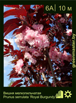 Изображение: вишня мелкопильчатая (prunus serrulata)' royal burgundy'