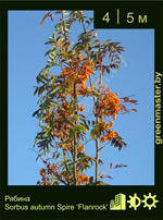 Изображение: рябина обыкновенная (sorbus aucuparia)' autumn spire Flanrock'