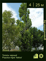 Изображение: тополь черный (populus nigra)' italica'