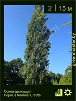 Изображение: тополь дрожащий (populus tremula)' erecta'