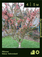 Изображение: яблоня гибридная (malus hybrida) 'adirondack'