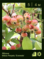Изображение: яблоня гибридная (malus hybrida) 'evereste'