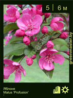 Изображение: яблоня гибридная (malus hybrida) 'profusion'