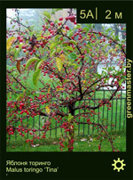 Изображение: яблоня торинго (malus toringo) 'tina'