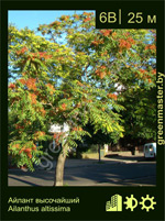 Изображение: айлант высочайший (ailanthus altissima)' '