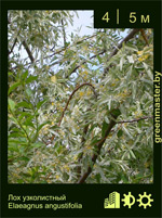 Изображение: лох узколистный (elaeagnus angustifolia)' '