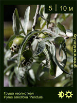 Изображение: груша иволистная (pyrus salicifolia) 'pendula'