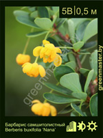 Изображение: барбарис самшитолистный (berberis buxifolia) 'nana'