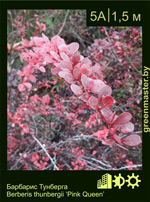 Изображение: барбарис Тунберга (berberis thunbergii) 'pink queen'