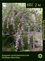 Изображение: буддлея супротивнолистная (buddleja alternifolia)