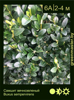 Изображение: самшит вечнозеленый (buxus sempervirens)
