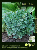 Изображение: самшит вечнозеленый (buxus sempervirens) 'blauer heinz'