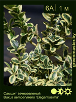 Изображение: самшит вечнозеленый (buxus sempervirens) 'elegantissima'