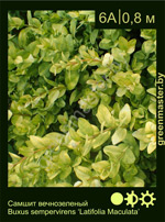 Изображение: самшит вечнозеленый (buxus sempervirens)' latifolia maculata'