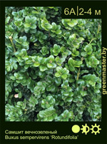 Изображение: самшит вечнозеленый (buxus sempervirens) 'rotundifolia'