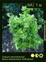 Изображение: самшит вечнозеленый (buxus sempervirens)' suffruticosa'