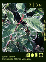 Изображение: дерен белый (cornus alba) 'sibirica variegata'