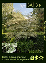 Изображение: дерен супротивнолистный (cornus alternifolia)' argentea'