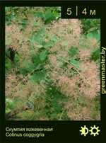 Изображение: скумпия кожевенная (cotinus coggygria)