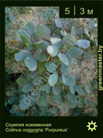 Изображение: скумпия кожевенная (cotinus coggygria) 'purpureus'