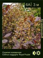 Изображение: скумпия кожевенная (cotinus coggygria) 'royal purple'