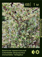 Изображение: кизильник горизонтальный (cotoneaster horizontalis)' variegatus'