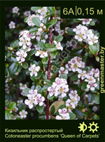 Изображение: кизильник распростертый (cotoneaster procumbens)' queen of carpets'