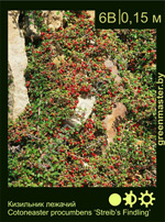 Изображение: кизильник распростертый (cotoneaster procumbens) 'streib's findling'