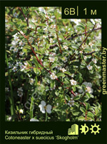 Изображение: кизильник Даммера (cotoneaster dammeri)' skogholm'