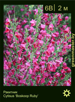 Изображение: ракитник гибридный (cytisus hybridum)' boskoop ruby'