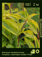 Изображение: форзиция средняя (forsythia intermedia)' golden times'