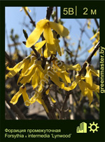 Изображение: форзиция средняя (forsythia intermedia)' lynwood'