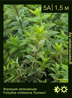 Изображение: форзиция зеленейшая (forsythia viridissima) 'kumson'