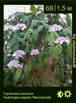 Изображение: гортензия колючая (hydrangea aspera)' macrophylla'