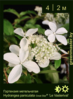 Изображение: гортензия метельчатая (hydrangea paniculata)' le vasterival'