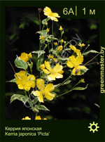 Изображение: керрия японская (kerria japonica)' picta'
