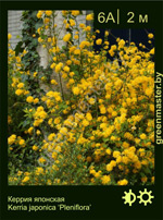 Изображение: керрия японская (kerria japonica)' pleniflora'